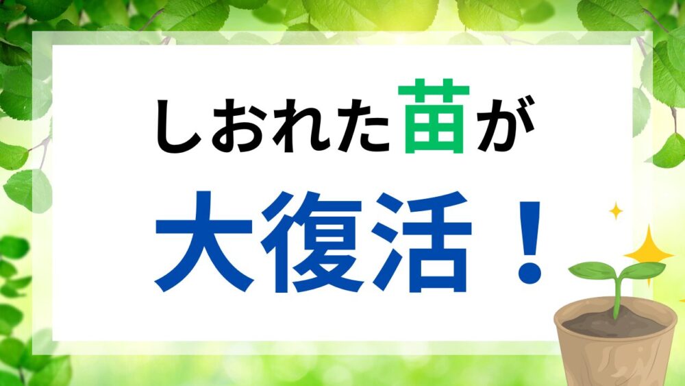 しおれた苗を復活させる