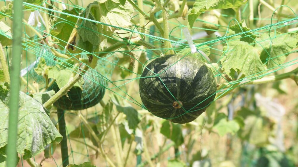 かぼちゃが植えられている様子